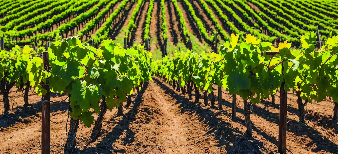 articulomalashierbas_banner