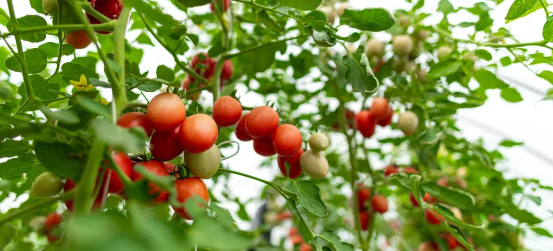 El futuro de la alimentación y la agricultura