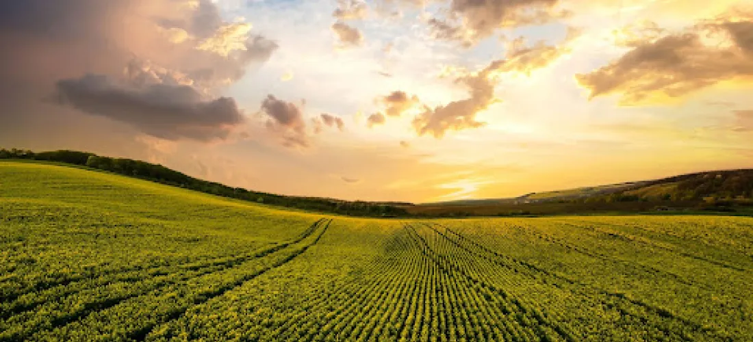 Agricultura orgánica sostenible, la clave contra el cambio climático