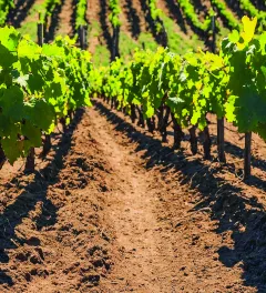 articulomalashierbas_teaser.