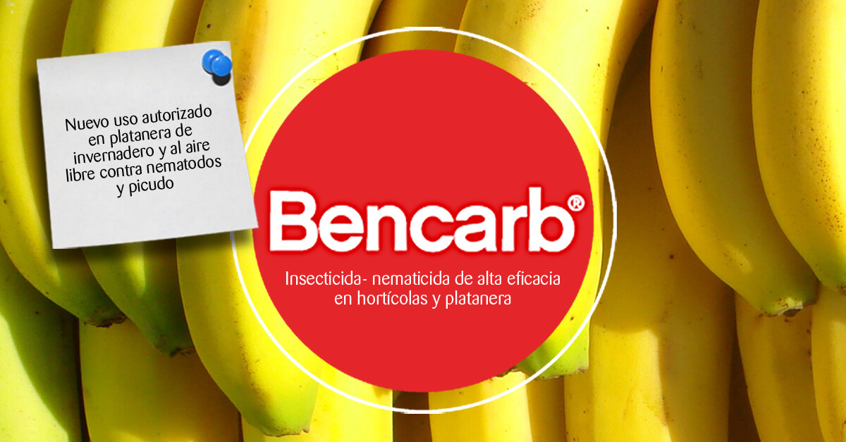 Bencarb®, autorizado como uso menor en platanera de invernadero y al aire libre contra nematodos y picudo