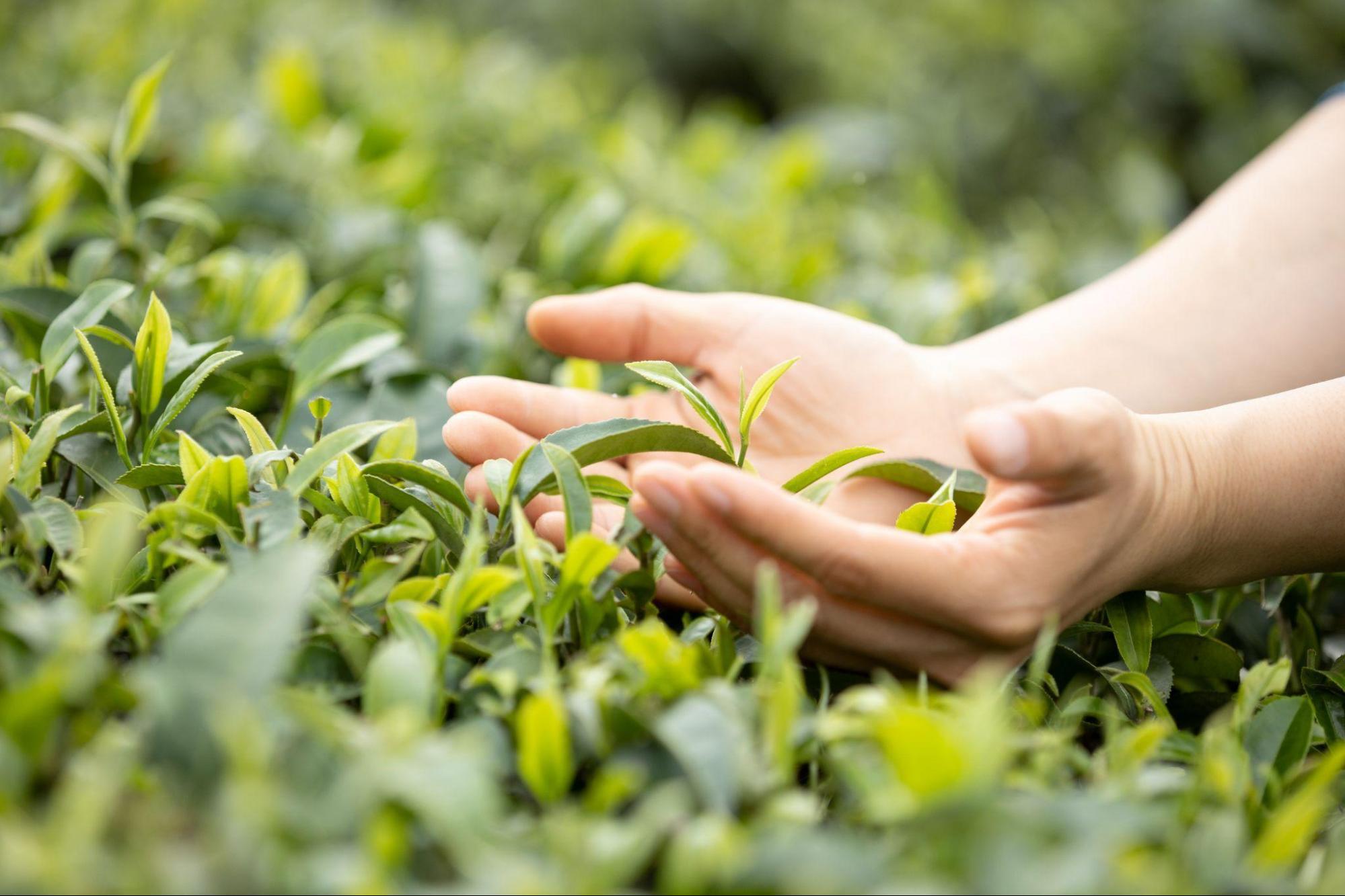 Agricultura protegida: ¿Qué es y por qué es importante?