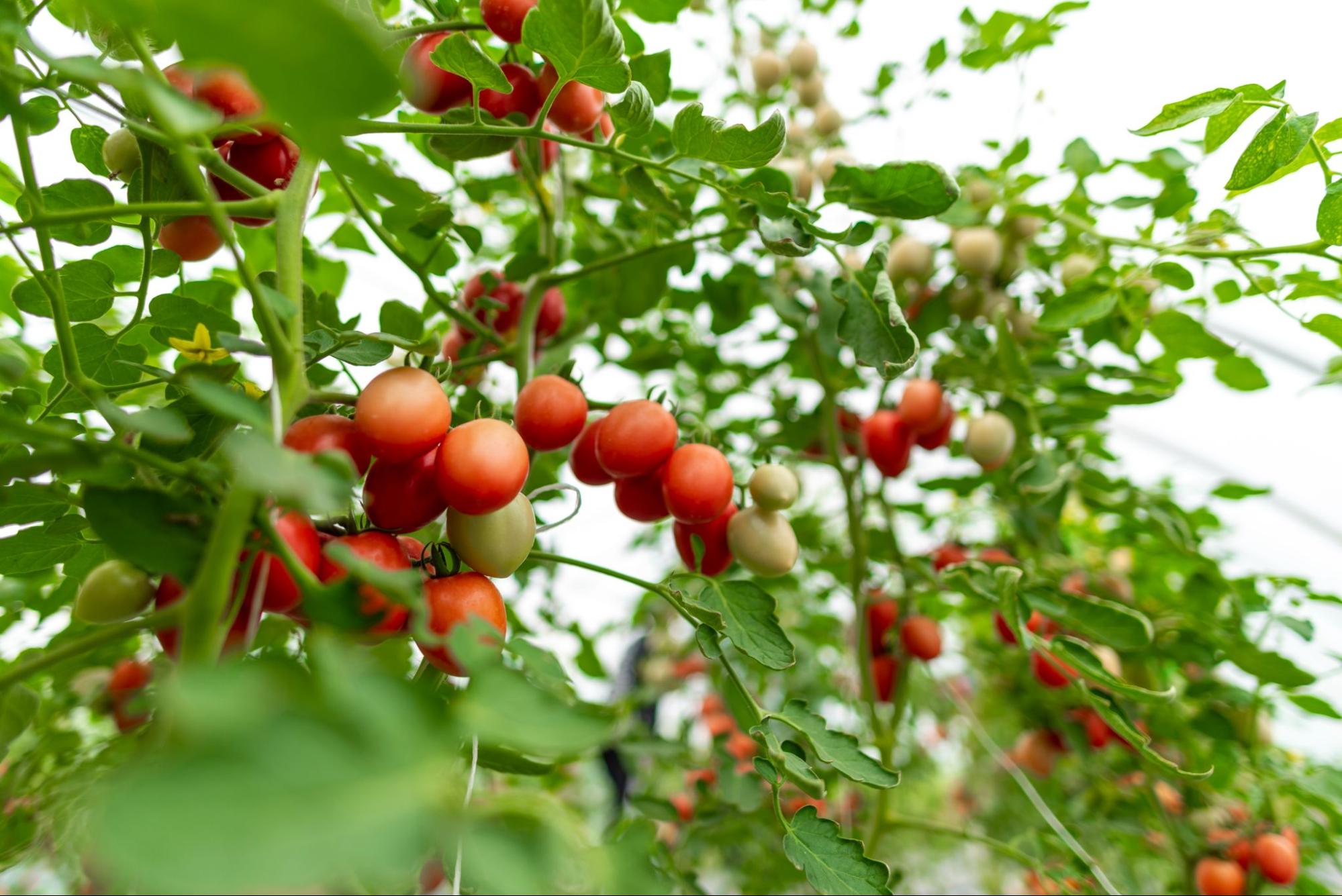 El futuro de la alimentación y la agricultura