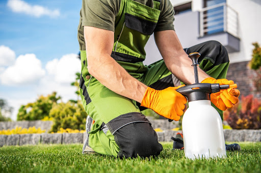 Todo lo que debes saber de los insecticidas para plantas